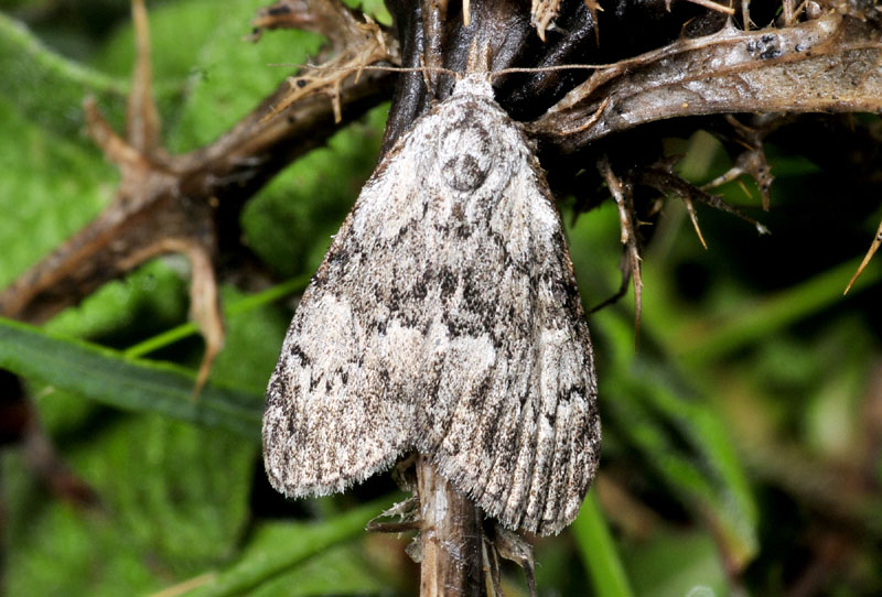 Meganola gigantula